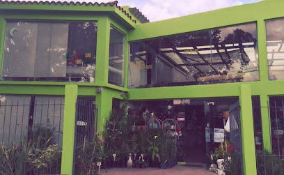 Mercado de Flores y Plantas: Vivero en Maldonado | Cat&aacute;logo y Abierto Domingo